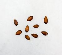 Ahrista Apple seeds